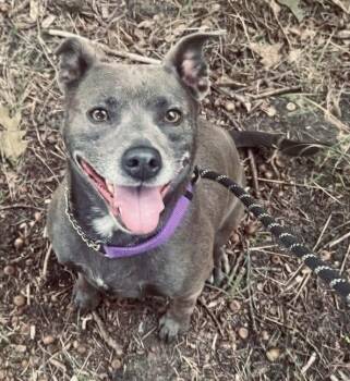 Bella -  Pit Bull Terrier Dog for Adoption in Lincoln, Michigan - Bella | PetCurious