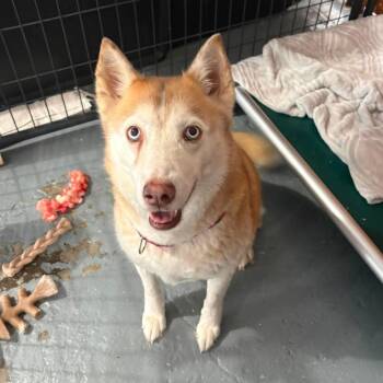 Siberian Husky Dogs Available for Adoption in Wichita, Kansas - Sansa | PetCurious