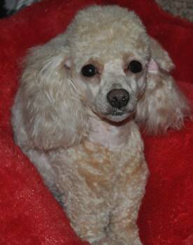 LIZZY -  Poodle Dog for Adoption in Elk River, Minnesota - LIZZY | PetCurious