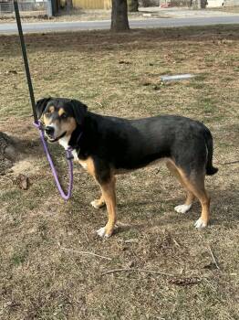 Hound Dogs Available for Adoption - Layla | PetCurious