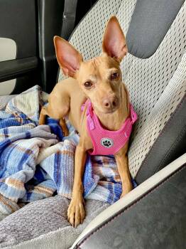 Miniature Pinscher Dogs Available for Adoption in Houston, Texas - Amber - Adoption Pending! | PetCurious