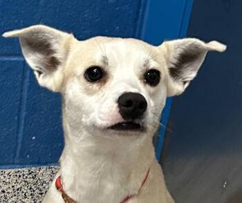 Sugar -  Jack Russell Terrier Dog for Adoption in Golden, Colorado - Sugar | PetCurious