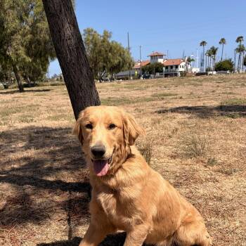 Pumkinn -  Golden Retriever Dog for Adoption in Torrance, California - Pumkinn | PetCurious