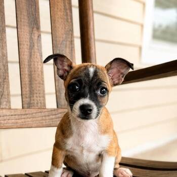 Winnie -  Chihuahua and Terrier Dog for Adoption in Humble, Texas - Winnie | PetCurious