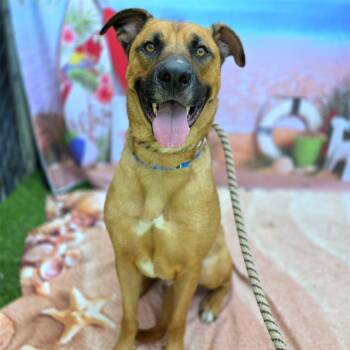 Rescue German Shepherd Dog and Pit Bull Terrier Dogs for Adoption in Long Beach, California - HOLIDAY | PetCurious