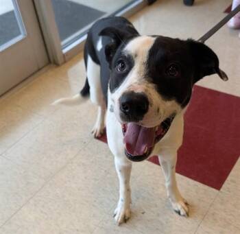 Border Collie Dogs Available for Adoption in Plano, Texas - Diego A217934 | PetCurious