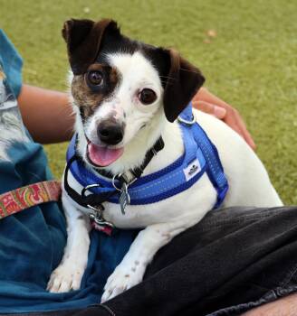 Bella -  Terrier Dog for Adoption in Harrison, New York - Bella | PetCurious