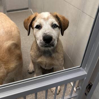 Spark -  Mixed Breed Dog for Adoption in Hailey, Idaho - Spark | PetCurious