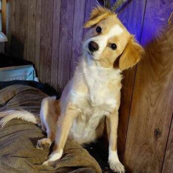 Chihuahua Dogs Available for Adoption - Kesha | PetCurious