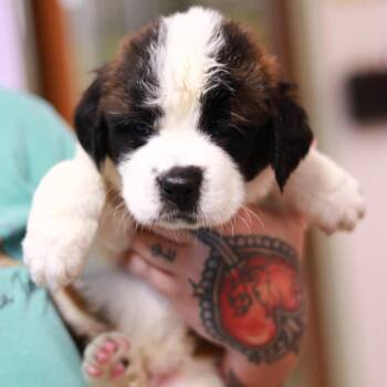 CT Buttercup -  Saint Bernard Dog for Adoption in Eastford, Connecticut - CT Buttercup | PetCurious