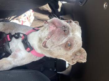 French Bulldog Dogs Available for Adoption in Grant-Valkaria, Florida - Wasabi | PetCurious