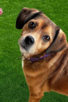 Rescue Mixed Breed Dogs for Adoption in Fairmont, West Virginia - Betty Sue | PetCurious
