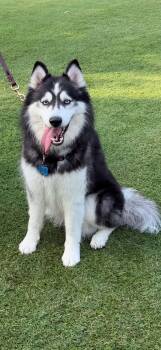 Luna Moon *Coming Soon* -  Siberian Husky Dog for Adoption in Carrollton, Texas - Luna Moon *Coming Soon* | PetCurious