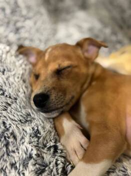 Rescue Husky Dogs for Adoption in Dorr, Michigan - Noodle | PetCurious