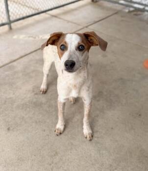 Hound and Pit Bull Terrier Dogs Available for Adoption in Severance, Colorado - Carley | PetCurious