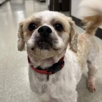 Albert -  Mixed Breed and Shih Tzu Dog for Adoption in Dubuque, Iowa - Albert | PetCurious
