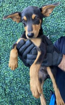 61735899 -  Doberman Pinscher and Mixed Breed Dog for Adoption in El Paso, Texas - 61735899 | PetCurious