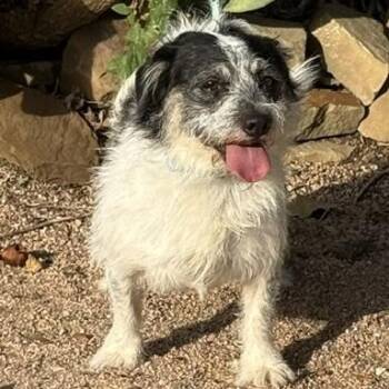 Otto -  Border Terrier Dog for Adoption in Williston, Vermont - Otto | PetCurious