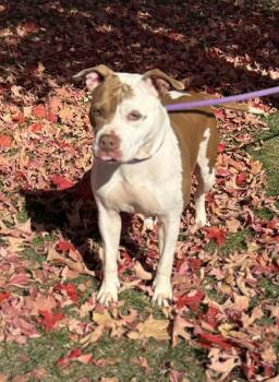 Rescue Pit Bull Terrier and Mixed Breed Dogs for Adoption in Springfield, Illinois - Dream | PetCurious