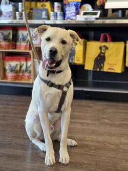 Toby -  Great Pyrenees and Labrador Retriever Dog for Adoption in Tuscaloosa, Alabama - Toby | PetCurious