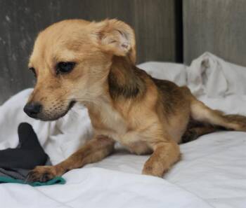 Chihuahua Dogs Available for Adoption in San Antonio, Texas - NICHA | PetCurious