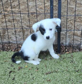 Nightshade -  Border Collie and Australian Cattle Dog Blue Heeler Dog for Adoption in Apache Junction, Arizona - Nightshade | PetCurious