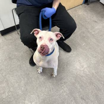 Rescue Mixed Breed Dogs for Adoption in Philadelphia, Pennsylvania - Lisanna | PetCurious