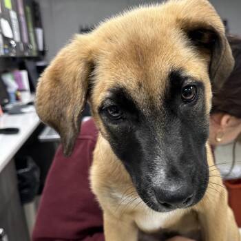 Hound and Mixed Breed Dogs Available for Adoption in Tampa, Florida - Bonnie | PetCurious