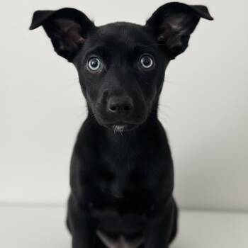 Chihuahua Dogs Available for Adoption - Sussy | PetCurious