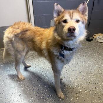 Kronos -  Husky and Mixed Breed Dog for Adoption in Tuscaloosa, Alabama - Kronos | PetCurious