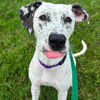 Glam -  Mixed Breed Dog for Adoption in Edwardsville, Illinois - Glam | PetCurious