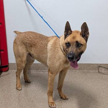 Jax -  German Shepherd Dog and Shiba Inu Dog for Adoption in League City, Texas - Jax | PetCurious