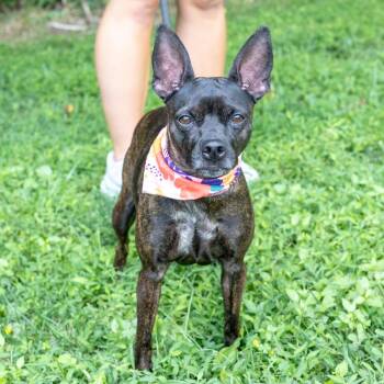 Kenna (Female) Avail 8/15 -  Feist and Rat Terrier Dog for Adoption in West Grove, Pennsylvania - Kenna (Female) Avail 8/15 | PetCurious