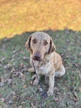 Rescue Chesapeake Bay Retriever Dogs for Adoption in Aiken, South Carolina - Kami | PetCurious