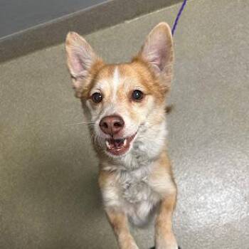 Cardigan Welsh Corgi and Mixed Breed Dogs Available for Adoption - KEN | PetCurious