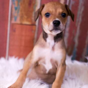 Apollo -  Chihuahua and Mixed Breed Dog for Adoption in Casa Grande, Arizona - Apollo | PetCurious