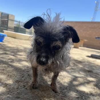 MOMO -  Terrier and Mixed Breed Dog for Adoption in Thousand Palms, California - MOMO | PetCurious