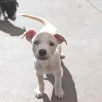 Sal -  Labrador Retriever and Mixed Breed Dog for Adoption in Fenton, Michigan - Sal | PetCurious