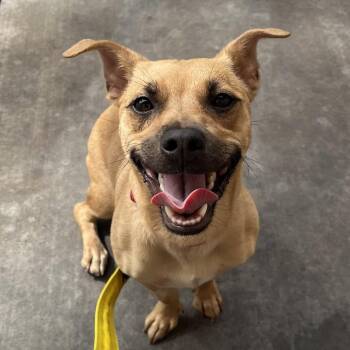 Blossom 54240 -  Mixed Breed Dog for Adoption in Las Vegas, Nevada - Blossom 54240 | PetCurious