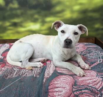 Rescue Labrador Retriever and Basset Hound Dogs for Adoption in Little Rock, Arkansas - Winter | PetCurious