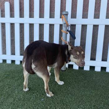 COPPERTONE -  Siberian Husky and Mixed Breed Dog for Adoption in Modesto, California - COPPERTONE | PetCurious