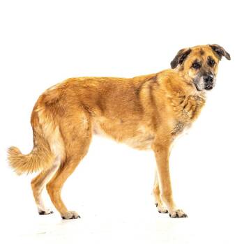 Odin -  Anatolian Shepherd Dog for Adoption in Reno, Nevada - Odin | PetCurious