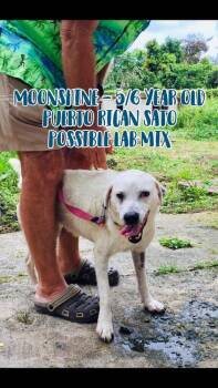 SUNSHINE -  Labrador Retriever Dog for Adoption in Dallas, Pennsylvania - SUNSHINE | PetCurious