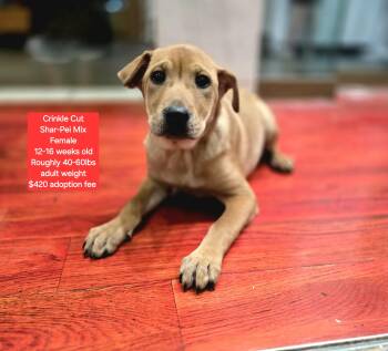 Rescue Shar Pei Dogs for Adoption in Oviedo, Florida - Crinkle Cut | PetCurious