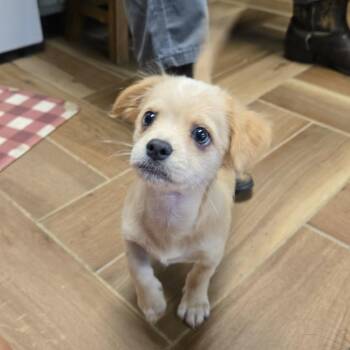 Bruiser -  Chihuahua and Shih Tzu Dog for Adoption in Jarrettsville, Maryland - Bruiser | PetCurious