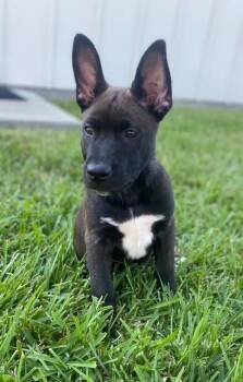 Rescue Husky Dogs for Adoption in Houston, Texas - Cheeto | PetCurious