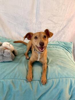 Aldo -  Chihuahua and Dachshund Dog for Adoption in Richmond, Texas - Aldo | PetCurious