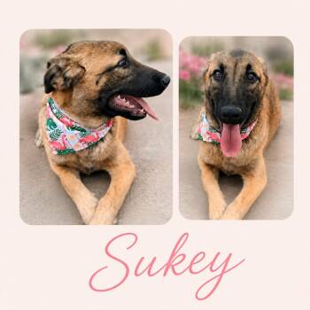 Sukey -  Belgian Shepherd Malinois and Mixed Breed Dog for Adoption in Denver, Colorado - Sukey | PetCurious