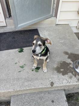 CADBURY -  Pit Bull Terrier and Shepherd Dog for Adoption in Broomfield, Colorado - CADBURY | PetCurious