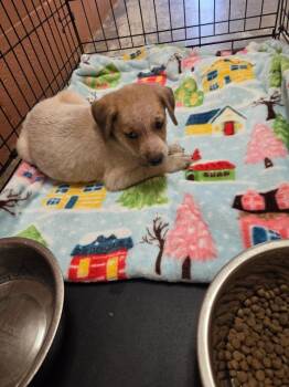 Millie -  Mixed Breed Dog for Adoption in Bossier City, Louisiana - Millie | PetCurious